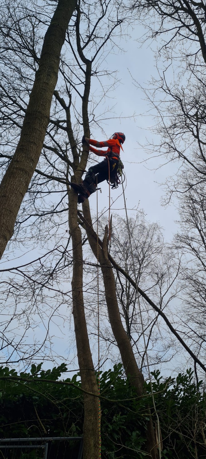 Aan het werk in de boom